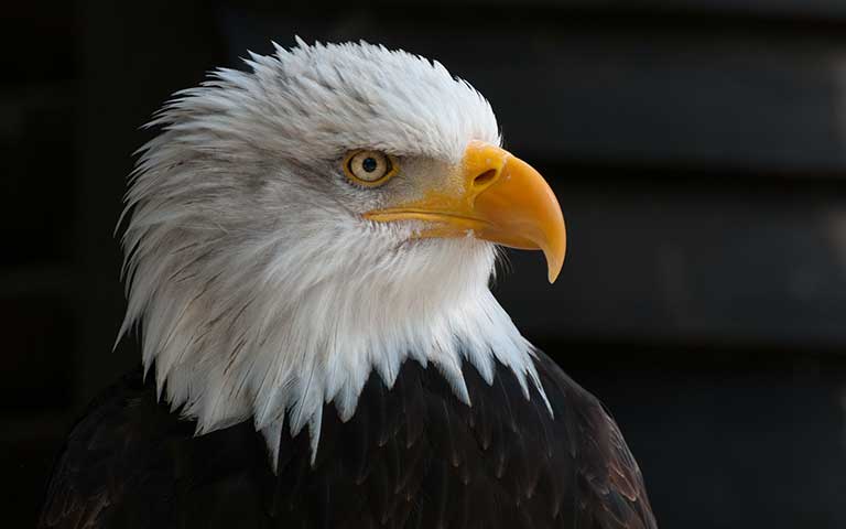 All images are under Mit Licence. All images are under Mit Licence.